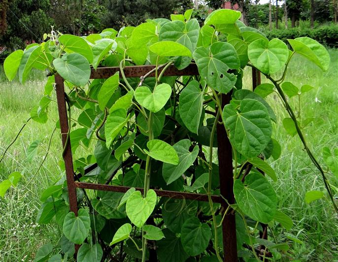  Plant